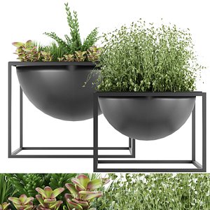 Collection plant vol 11- indoor -  radicans 3D model