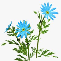 Blue Flower Plant