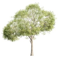 Low Poly Oak Tree 566 3D Model