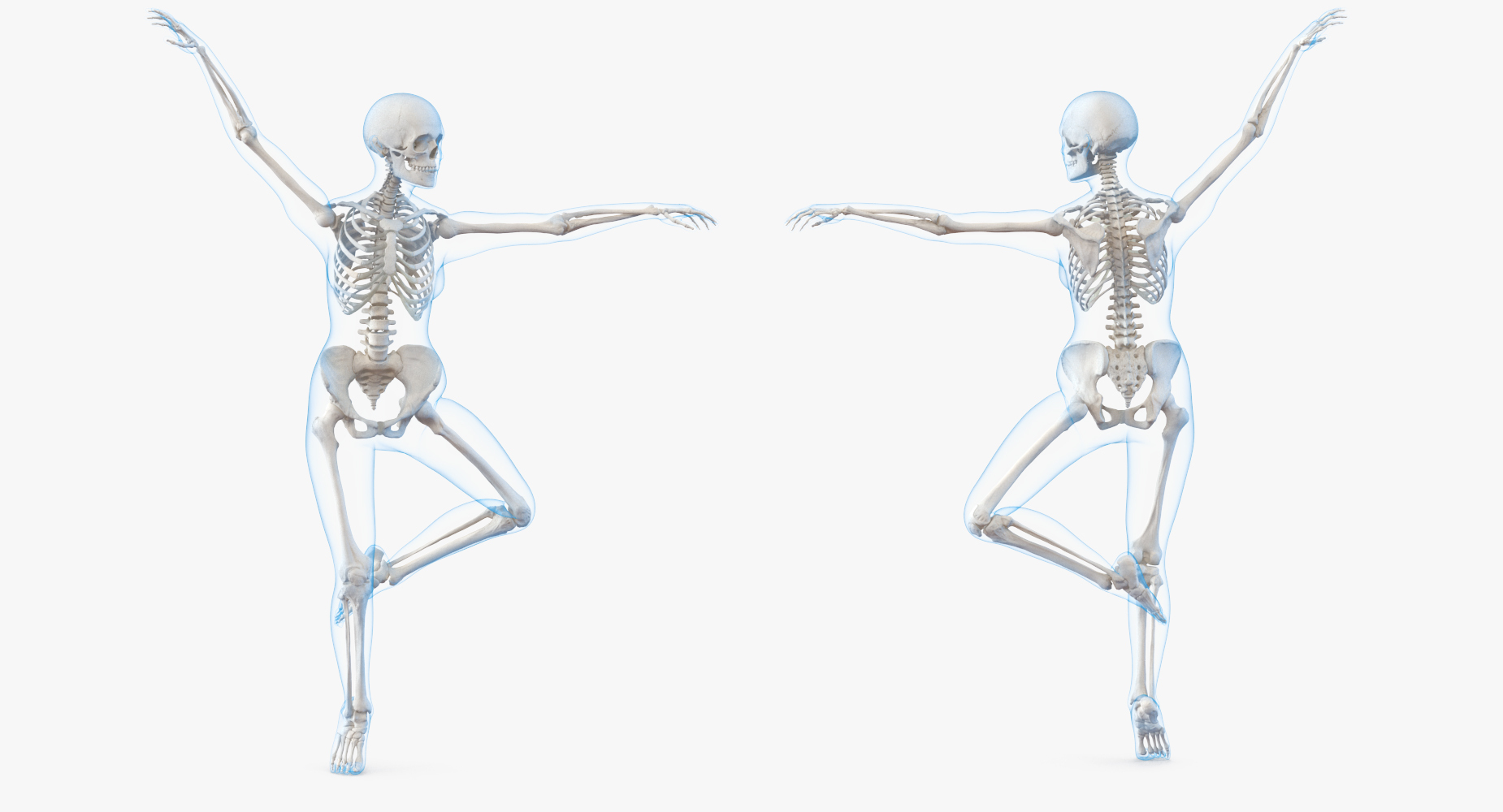 Female body skeleton rigged 3D - TurboSquid 1238151
