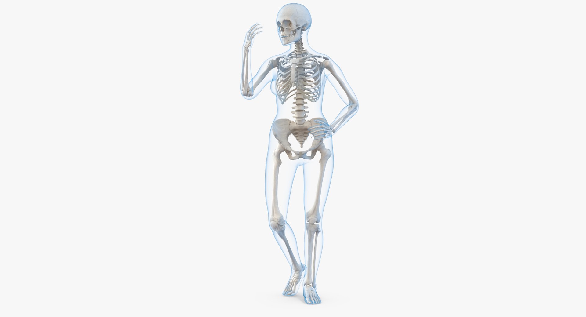 Female Body with Skeleton Rigged 3D model preview