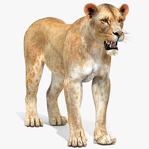 Lioness 2