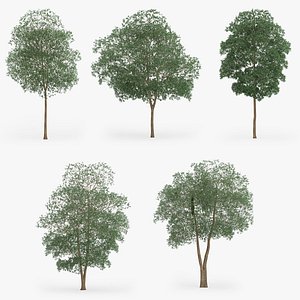 5 Yellow Birch Trees