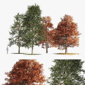 fall and summer black gum trees