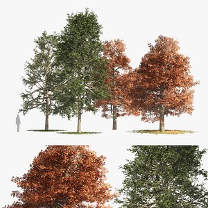 fall and summer black gum trees