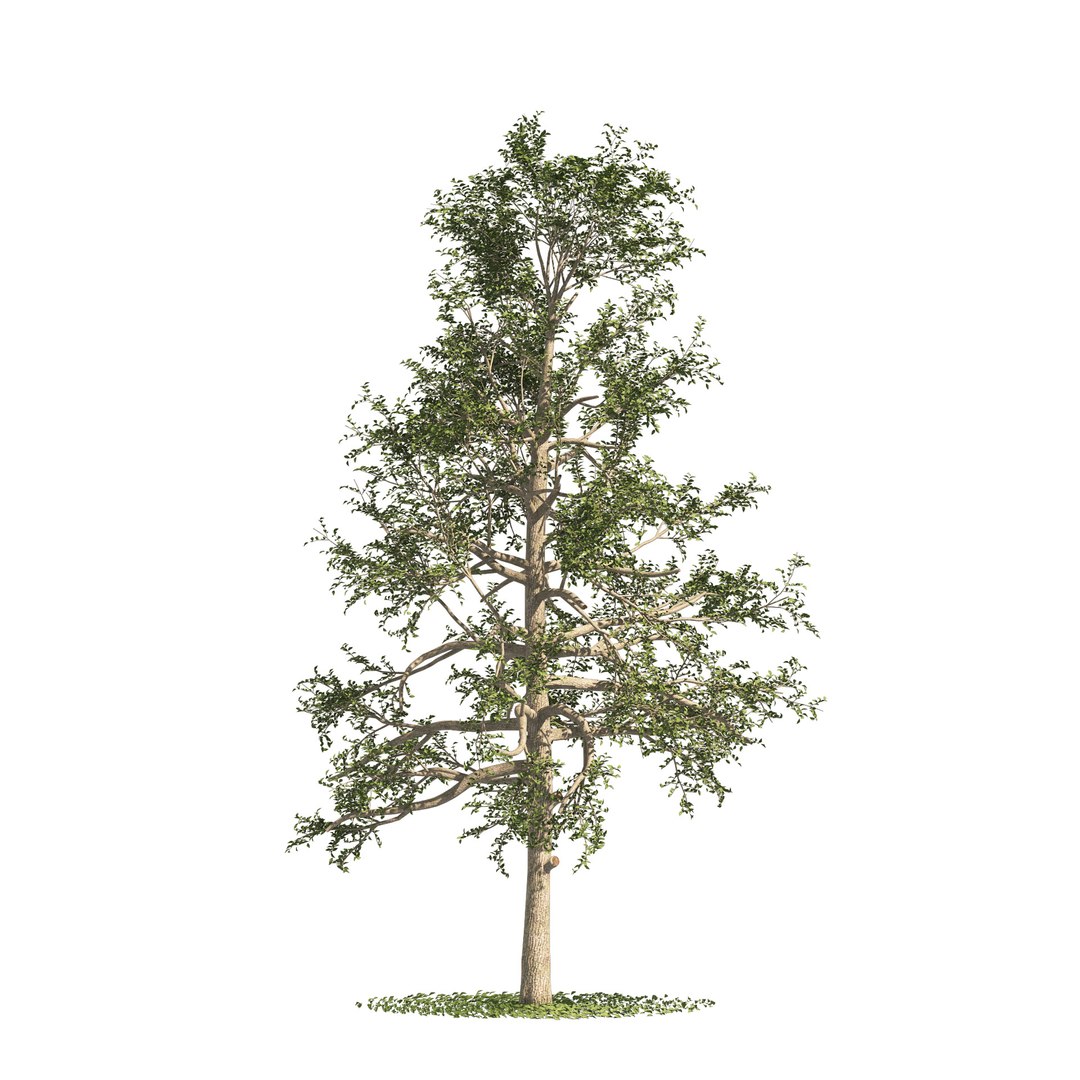 3D fall and summer black gum trees https://p.turbosquid.com/ts-thumb/Lm/fFGeoh/Bd/04pp/jpg/1653918148/1920x1080/fit_q87/feedc5fc59f58a924a8367bf0de2bc4e69862f81/04pp.jpg