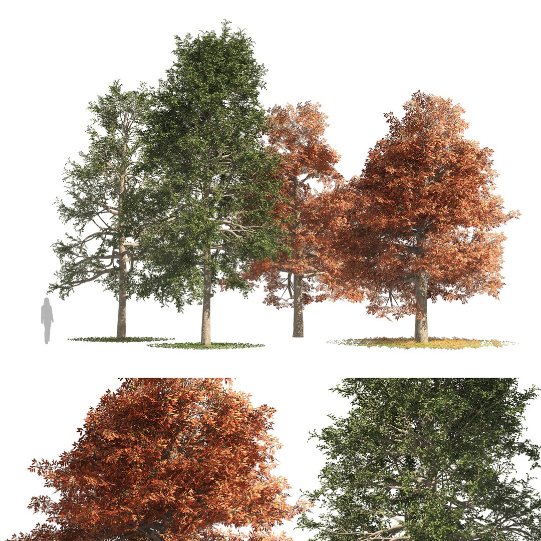 3D fall and summer black gum trees https://p.turbosquid.com/ts-thumb/Lm/fFGeoh/Wo/cover01simple/jpg/1653918030/1920x1080/fit_q87/c722e44b5e75efbdfb188b2012d416f609a7dde6/cover01simple.jpg