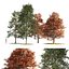 fall and summer black gum trees
