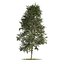 fall and summer black gum trees