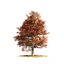 fall and summer black gum trees