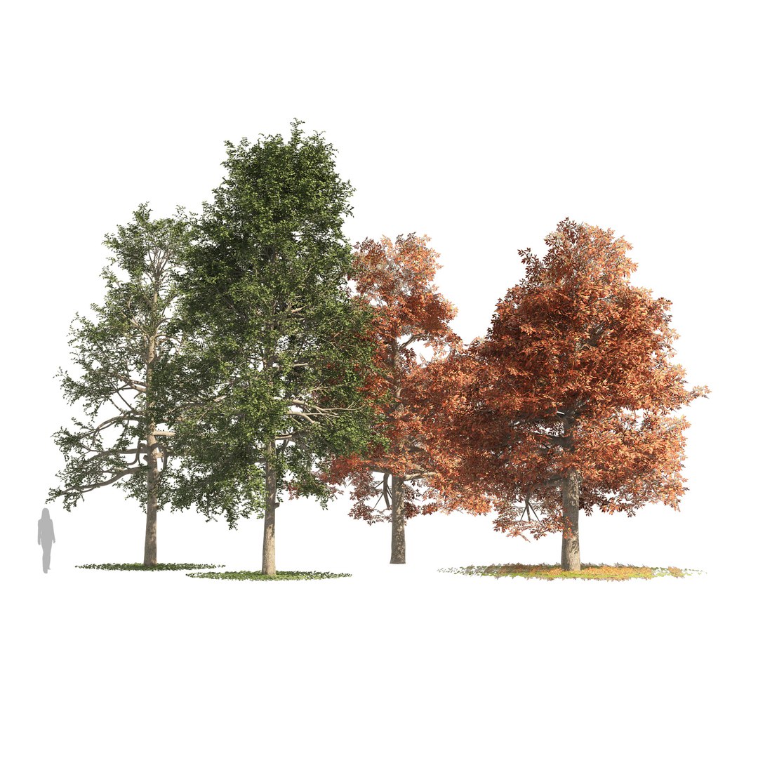 3D fall and summer black gum trees https://p.turbosquid.com/ts-thumb/Lm/fFGeoh/rv/01p/jpg/1653918303/1920x1080/fit_q87/a66f909e3c991252edc0ba1d236dbe6e16a5d6b4/01p.jpg