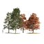 fall and summer black gum trees