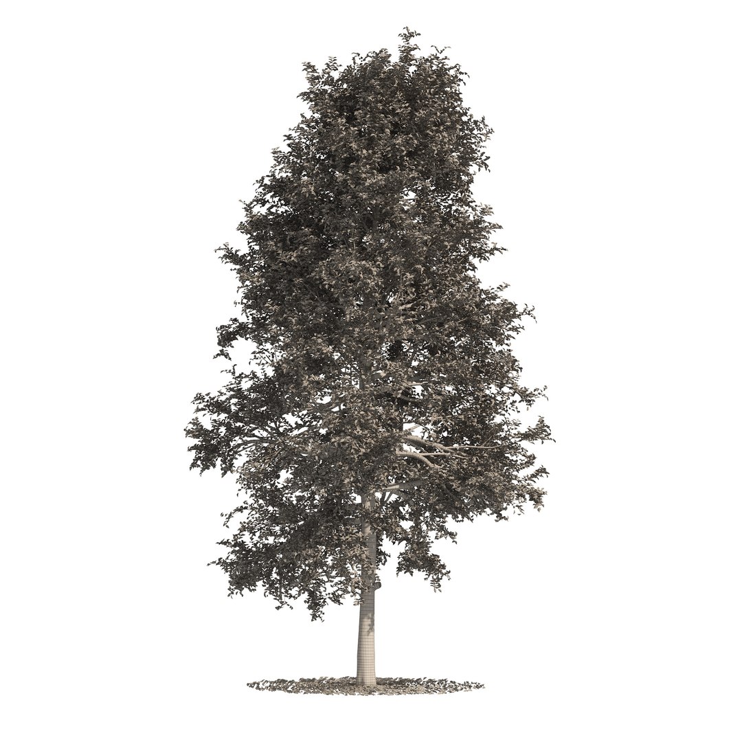 3D fall and summer black gum trees https://p.turbosquid.com/ts-thumb/Lm/fFGeoh/wo/wire02/jpg/1653918150/1920x1080/fit_q87/f7e06342a863472586a33183192745124fd91442/wire02.jpg