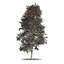 fall and summer black gum trees