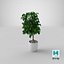 Ficus Benjamina Weeping Fig in Pot 3D model