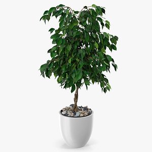 Ficus Benjamina Weeping Fig in Pot