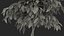 Ficus Benjamina Weeping Fig in Pot 3D model