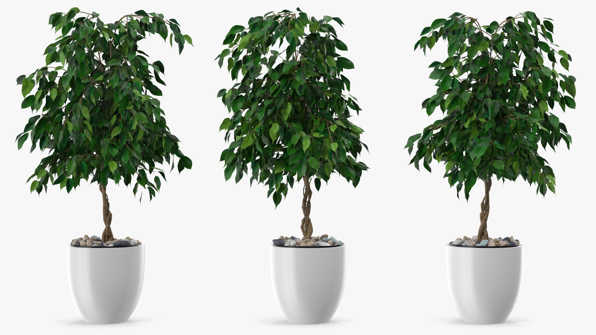 Ficus Benjamina Weeping Fig in Pot 3D model preview