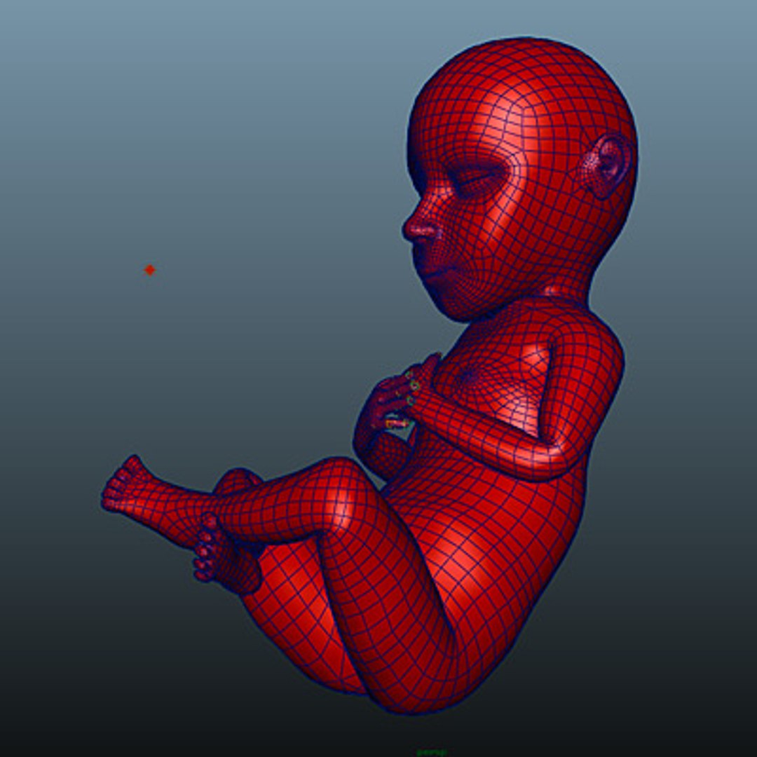 3d Model Of Fetus Animate Rigged