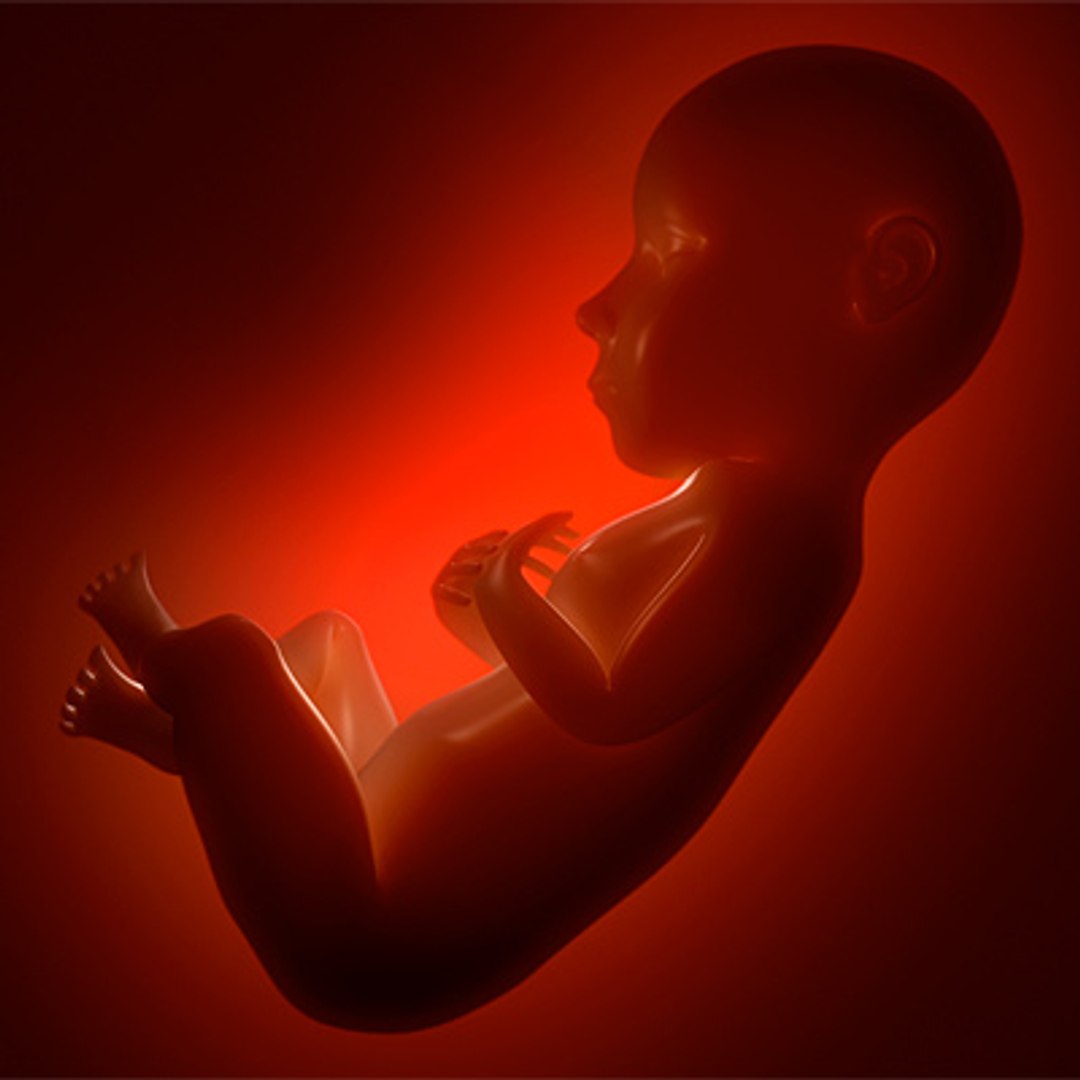 3d Model Of Fetus Animate Rigged