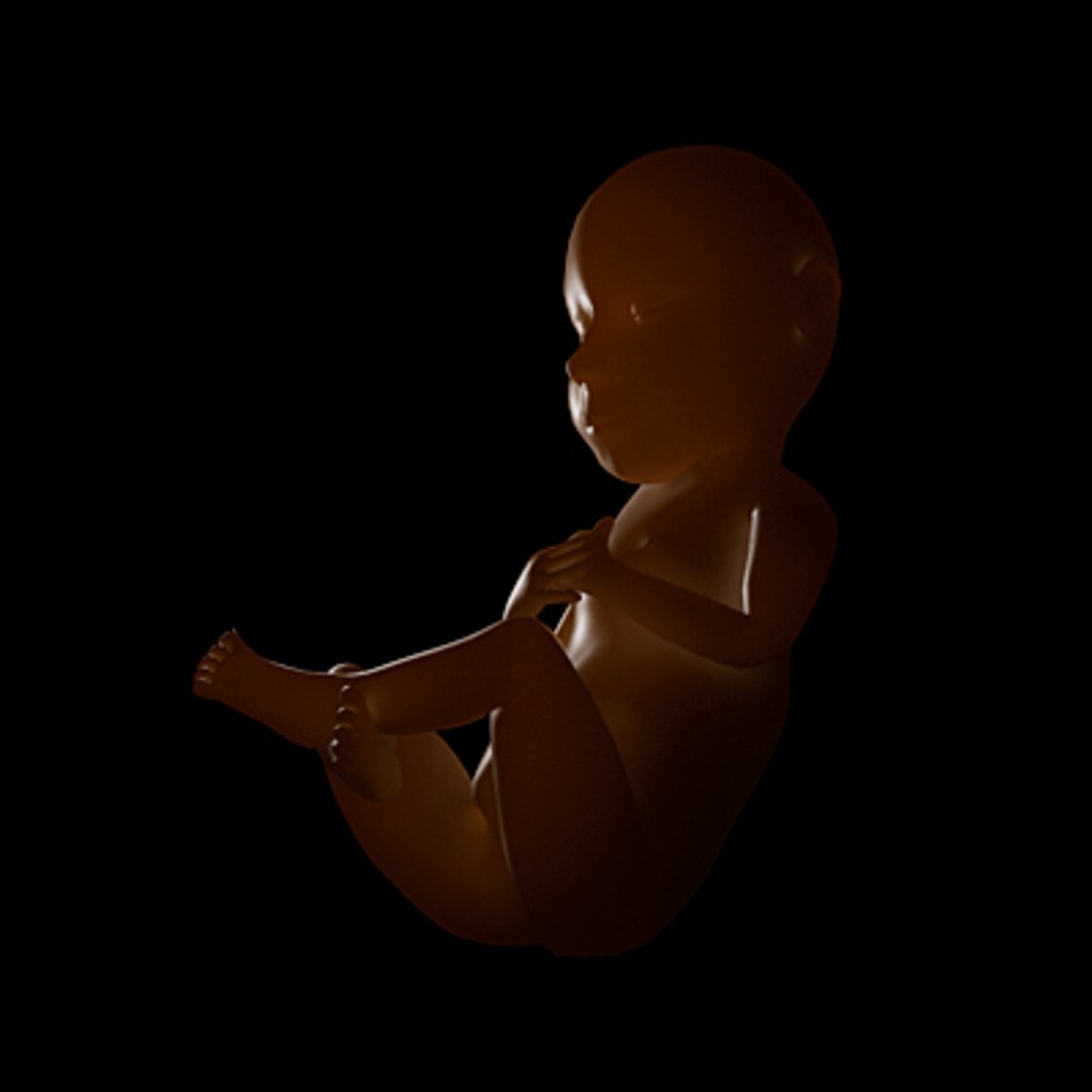 3d Model Of Fetus Animate Rigged