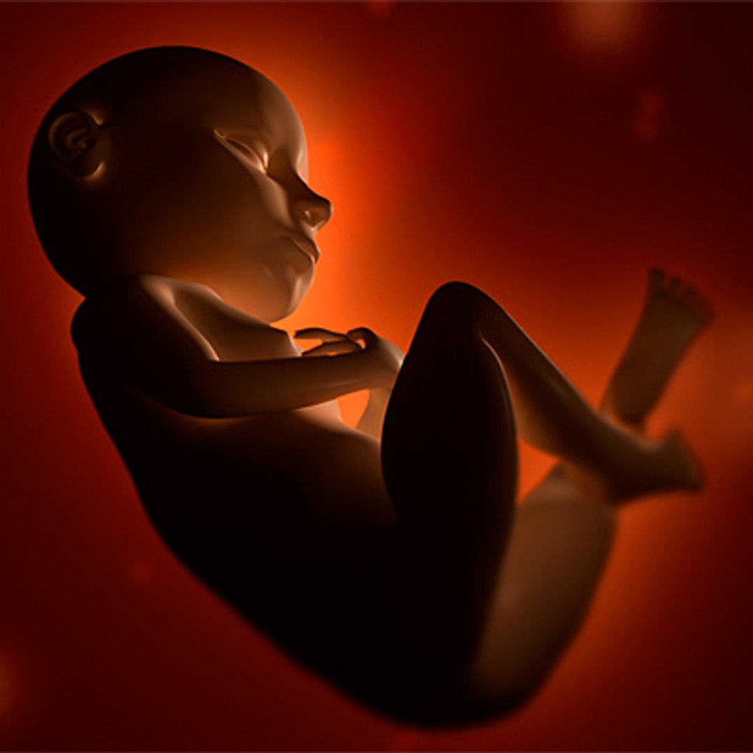 3d Model Of Fetus Animate Rigged