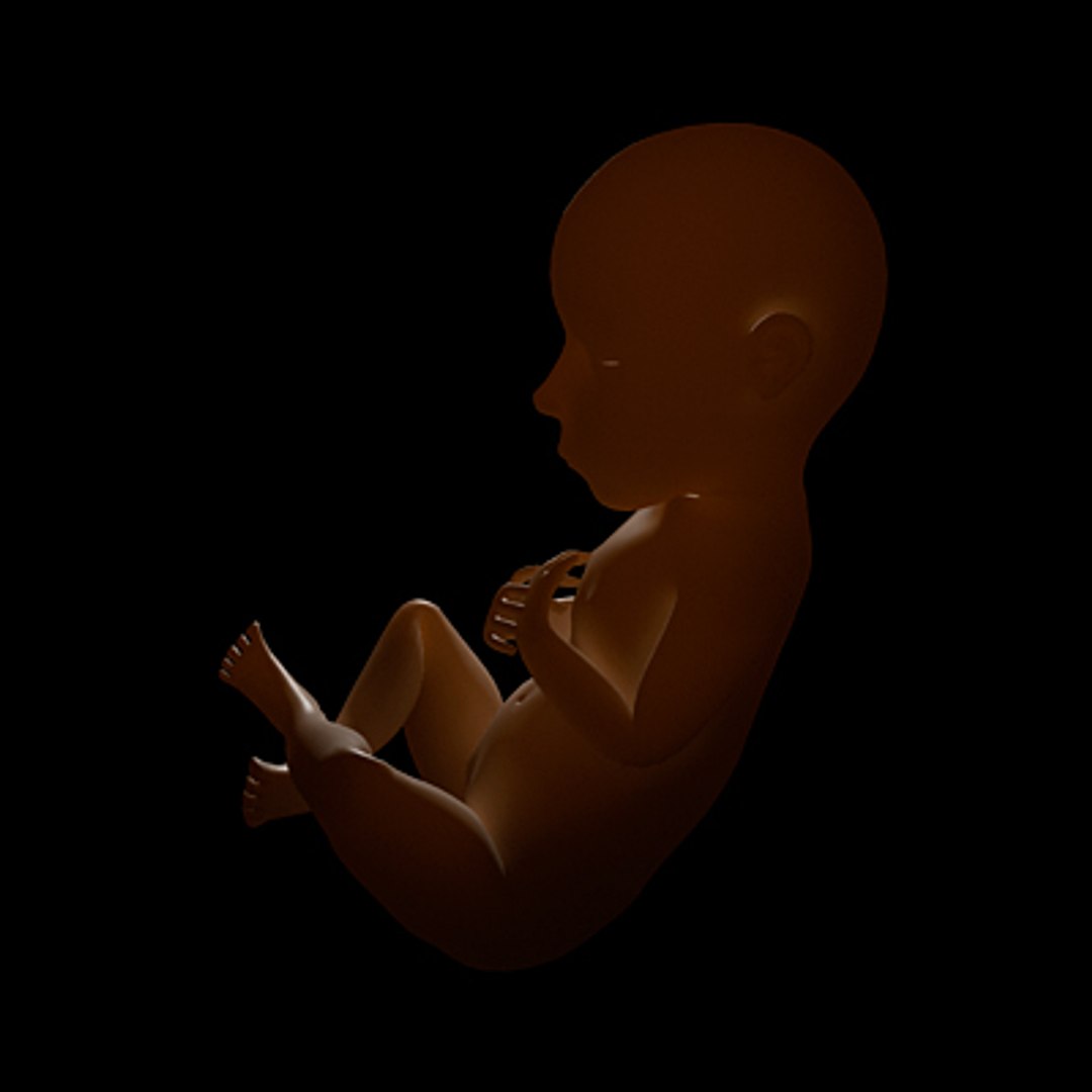 3d Model Of Fetus Animate Rigged