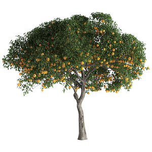 Orange Tree 01 3D