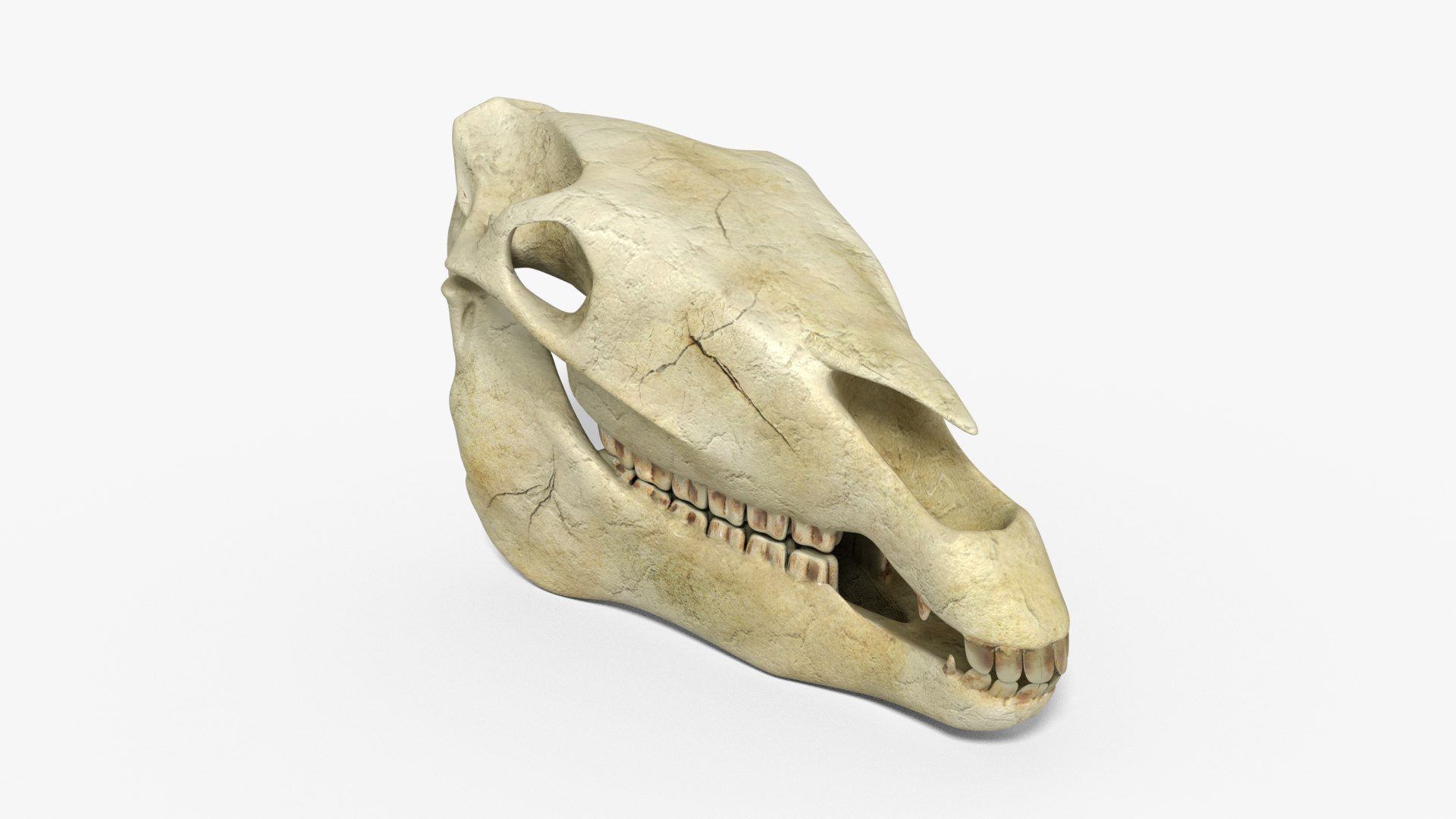 3D Horse skull https://p.turbosquid.com/ts-thumb/Ln/Ml7KaO/BU/02/png/1661616894/1920x1080/fit_q87/c7096c6c30e2a95cd4cb109cda63f033b1920f0b/02.jpg