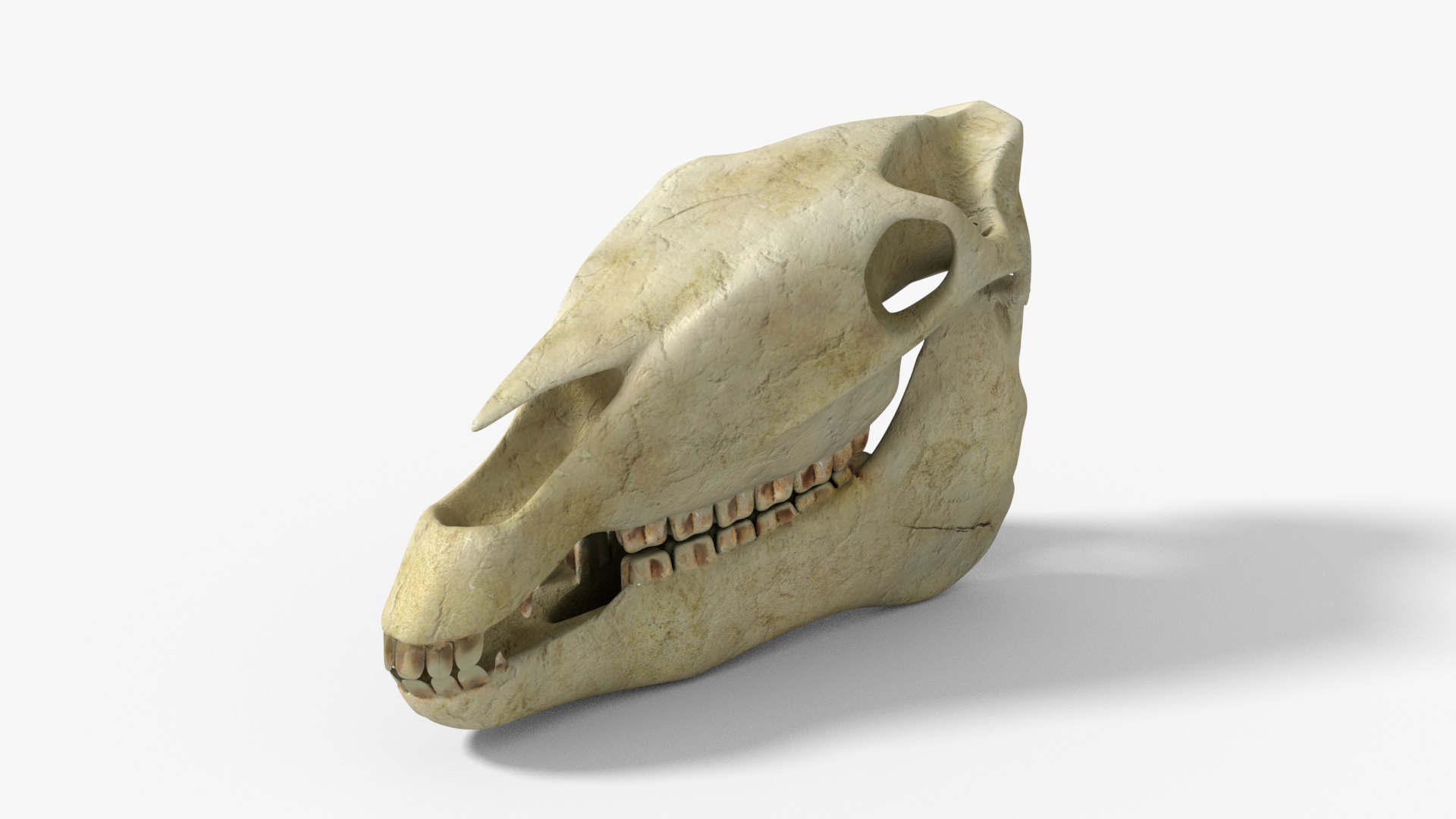 3D Horse skull https://p.turbosquid.com/ts-thumb/Ln/Ml7KaO/gH/03/png/1661616899/1920x1080/fit_q87/bbd8c62d941c59655fd055777b298519bd742362/03.jpg