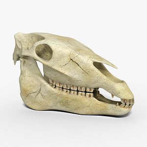 3D Horse skull