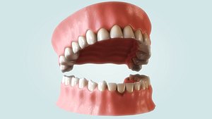 3d human teeth gums
