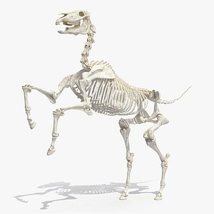 horse skeleton rigged 3D model