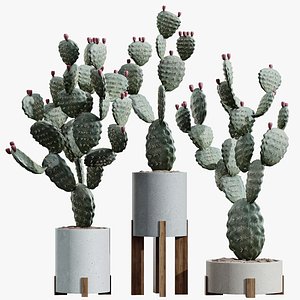 3D AV HousePlants Cactus Opuntia Tree