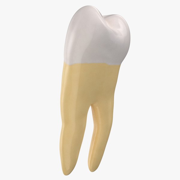 3D model molar lower jaw left
