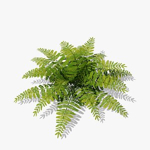 Fern Bush v2 3D model