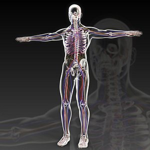 3D Human perspective X-ray X-ray bone vascular channels and collaterals