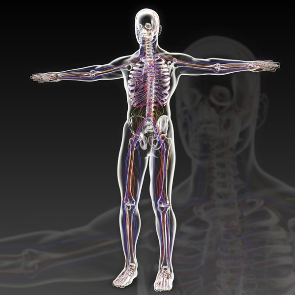 Human perspective X-ray X-ray bone vascular channels and collaterals