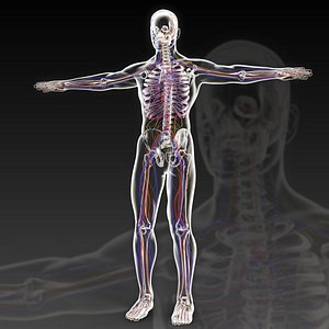 Human perspective X-ray X-ray bone vascular channels and collaterals