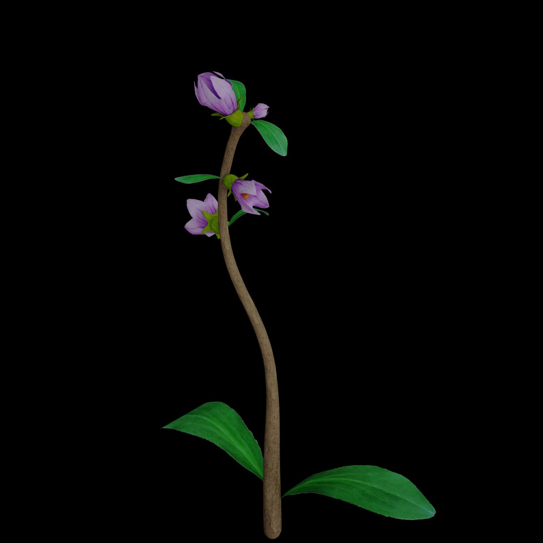 3D flowers open animation model https://p.turbosquid.com/ts-thumb/Ln/o5QURN/TNDw2L3G/010/jpg/1593945462/1920x1080/fit_q87/5665ca16c114adc540e6fc3aa1f6e24546e3c34b/010.jpg