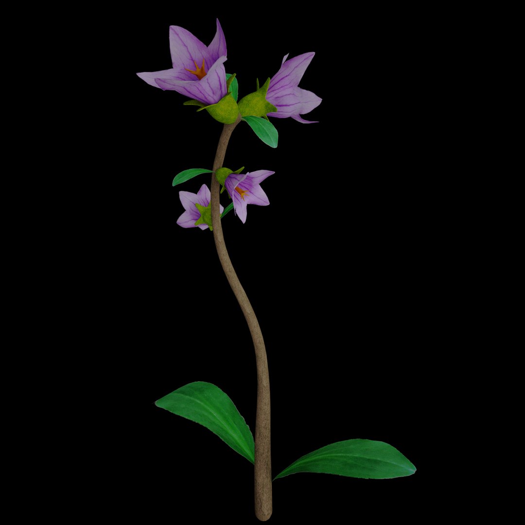 3D flowers open animation model https://p.turbosquid.com/ts-thumb/Ln/o5QURN/Wj0rSXFm/012/jpg/1593945502/1920x1080/fit_q87/d05249e715b6c8fcb42fda3405bcdbe4e23034b5/012.jpg