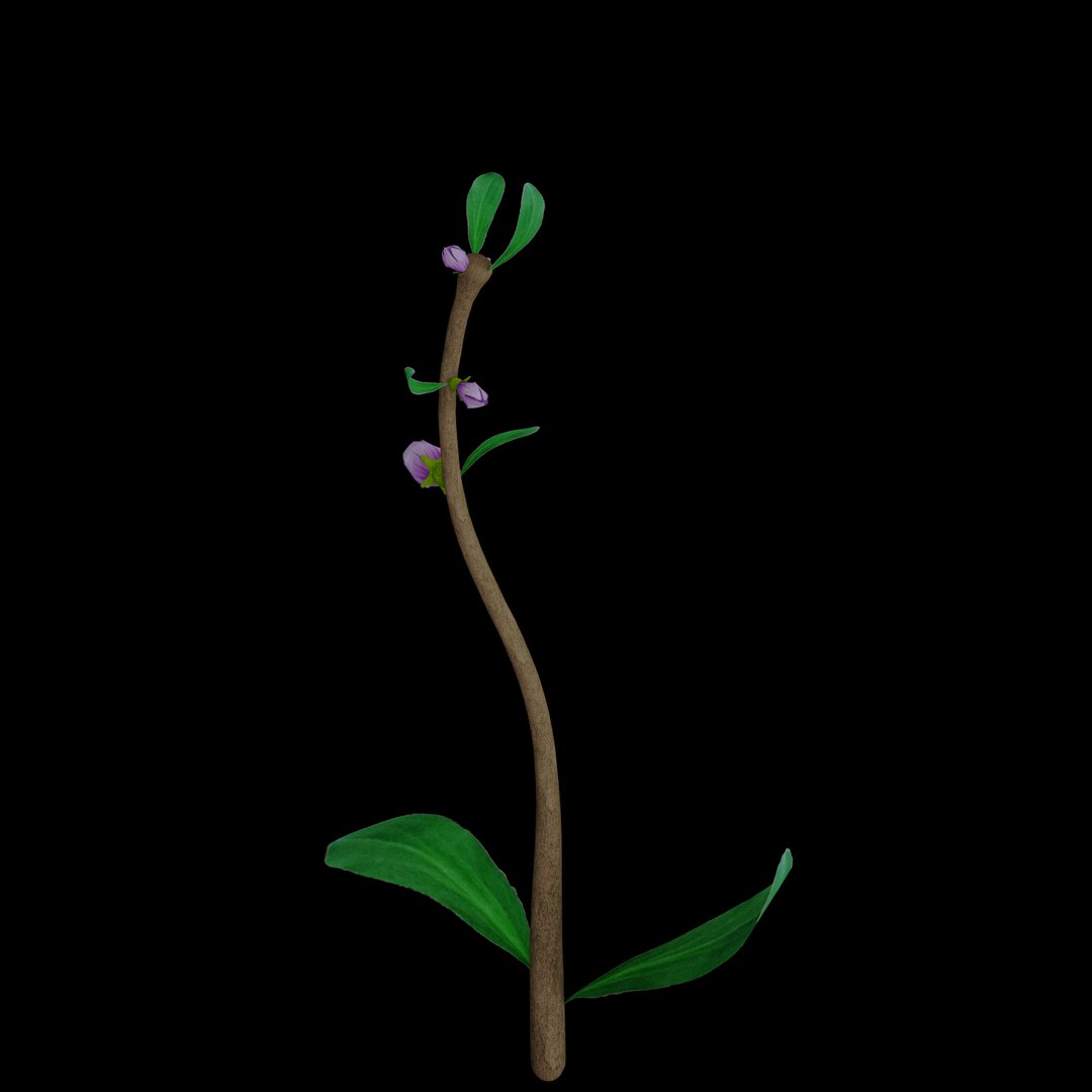 3D flowers open animation model https://p.turbosquid.com/ts-thumb/Ln/o5QURN/cQjXtQSj/09/jpg/1593945441/1920x1080/fit_q87/b85b4a76935bed0f77713ade6d404399b9e01009/09.jpg