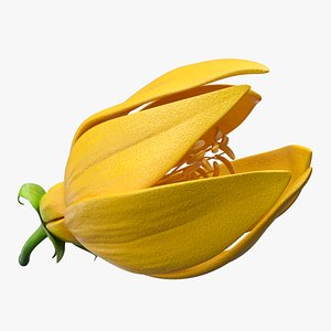 3D Tropical Ylang Ylang Blossom Stem model
