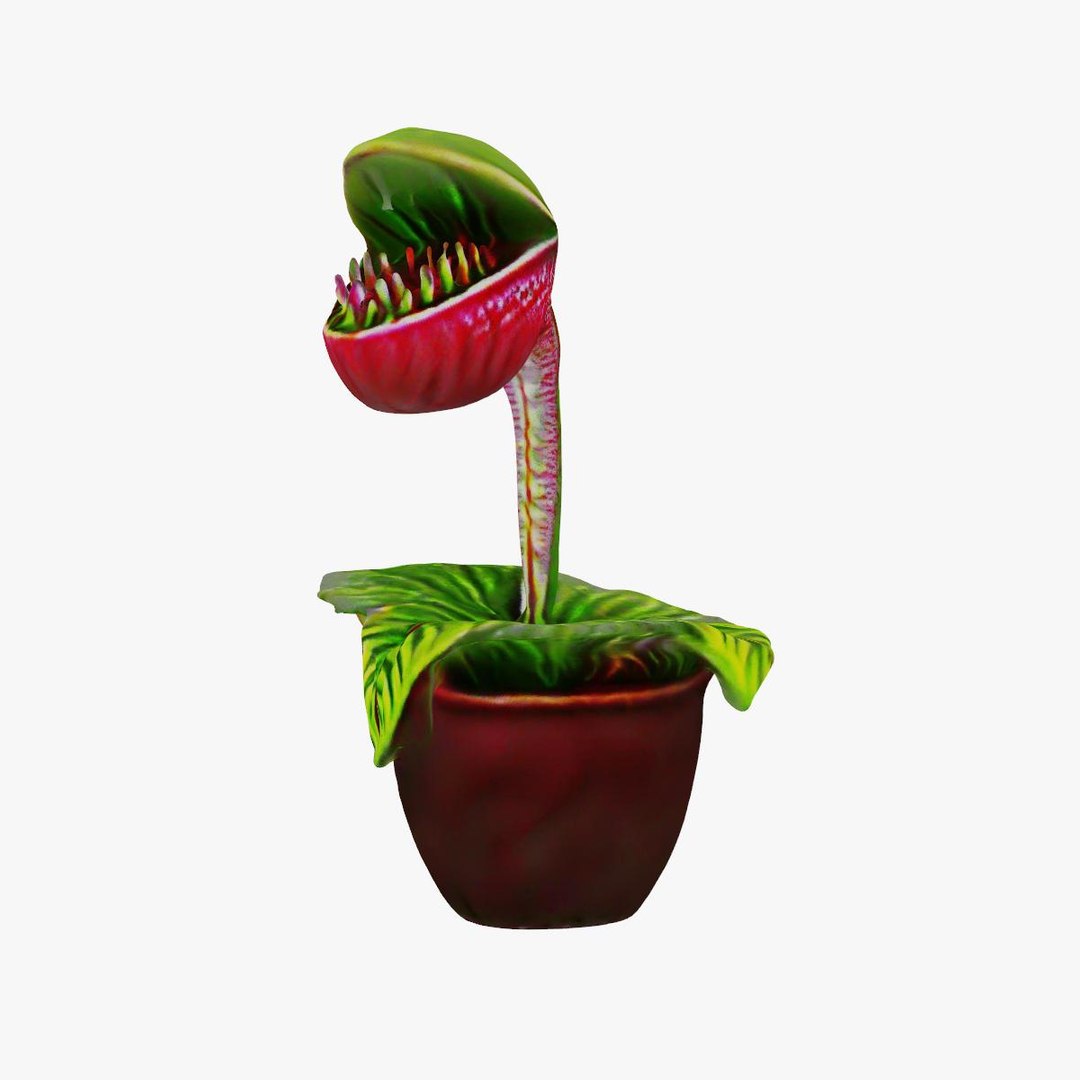 3D Model Venus Flytrap - TurboSquid 2278355