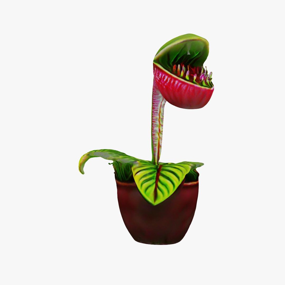 3D Model Venus Flytrap - TurboSquid 2278355