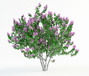 lilac syringa bush 2(1)