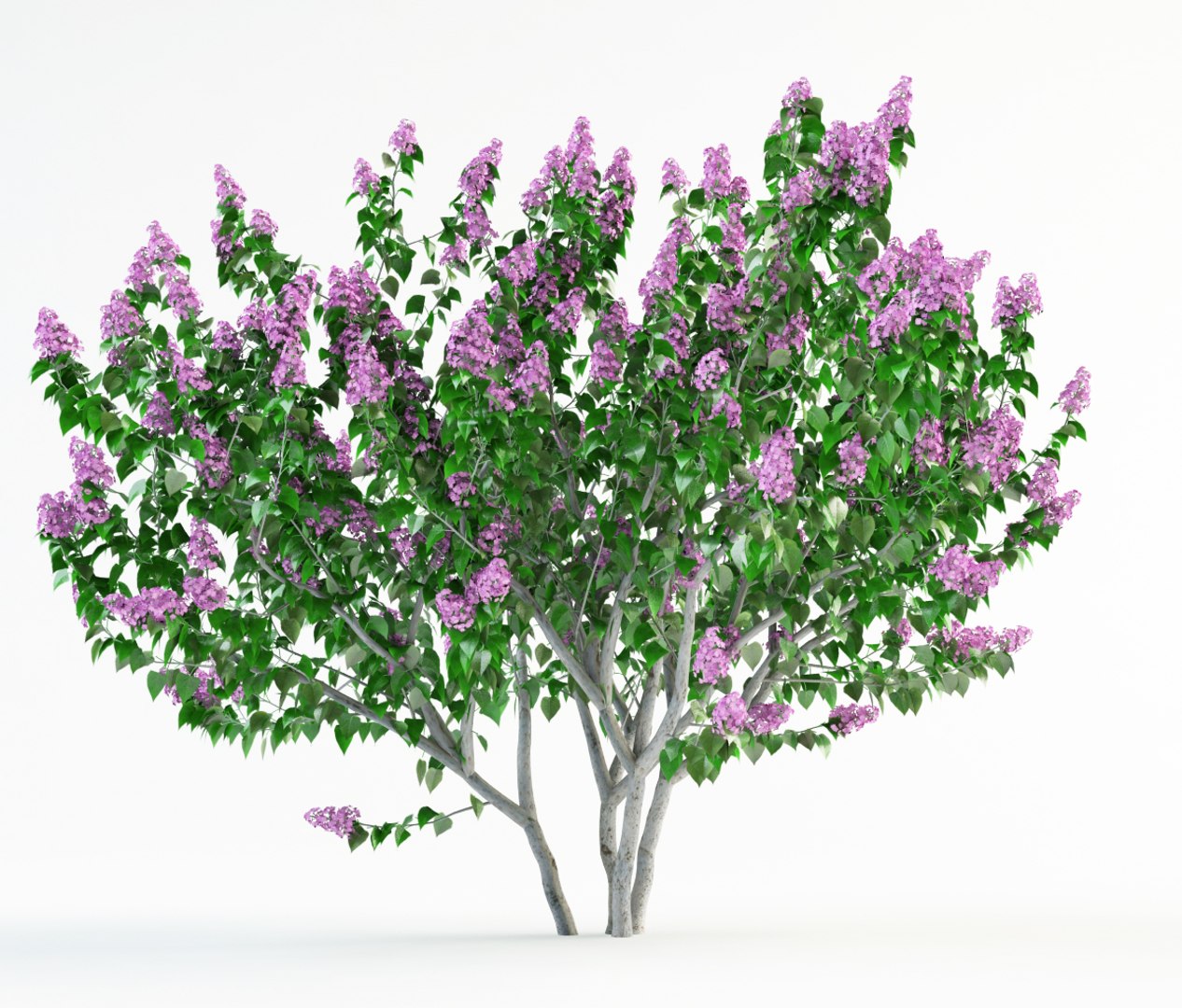 flowering lilac bush 3d model https://p.turbosquid.com/ts-thumb/Lo/9wL0Gc/TIgv9Hhq/syringa_2_0001/jpg/1411621961/1920x1080/fit_q87/b26ed0c9f9a7fb861946b172844a8e010a8164ff/syringa_2_0001.jpg