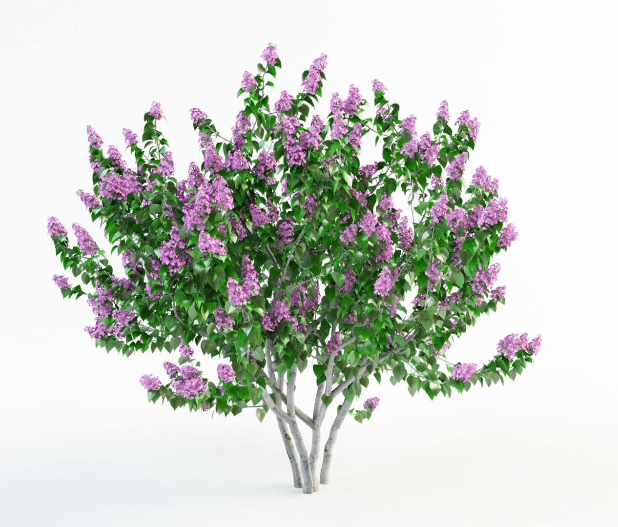 flowering lilac bush 3d model https://p.turbosquid.com/ts-thumb/Lo/9wL0Gc/vUQFoTQs/syringa_2_0004/jpg/1411621961/1920x1080/fit_q87/aa66df9d96a74d4d38dc3ff3fb4476a8665d69f9/syringa_2_0004.jpg