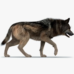 Wolf FUR