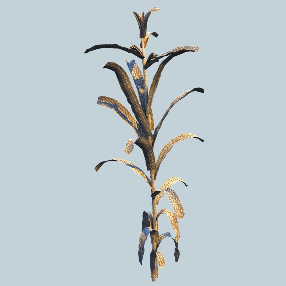 3d corn plant https://p.turbosquid.com/ts-thumb/Lo/TZQtey/0XWg0fOT/w01/jpg/1358437592/1920x1080/fit_q87/82e65c35fd24a88dbde4166df2b14f5c84959dd0/w01.jpg